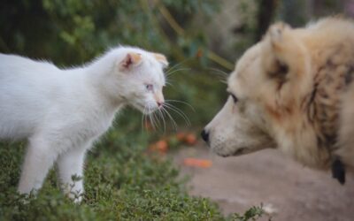 Cum se acomodează pisica nou-venită cu animalele familiei și când trebuie încetinite întâlnirile dintre ele