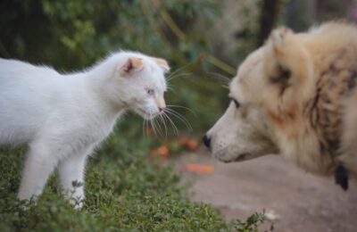 Cum se acomodează pisica nou-venită cu animalele familiei și când trebuie încetinite întâlnirile dintre ele
