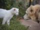 Cum se acomodează pisica nou-venită cu animalele familiei și când trebuie încetinite întâlnirile dintre ele
